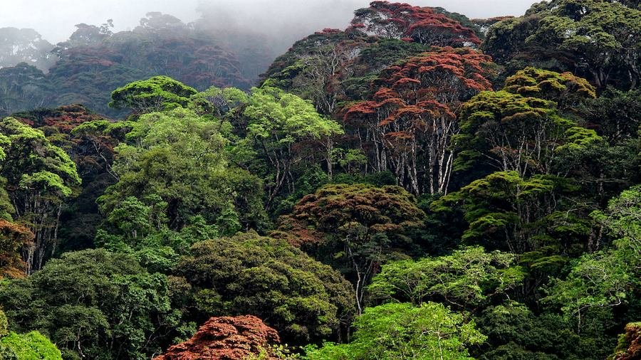 Global Initiative Expands to Safeguard Forests and Natural Resources