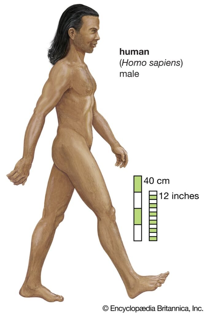 Human Journey: Evolution, Culture, and Innovation